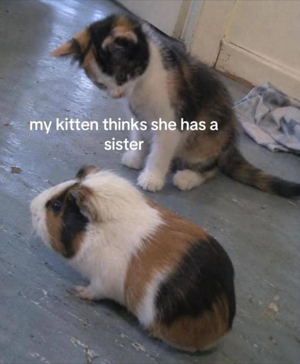 meme kucing tentang kembar