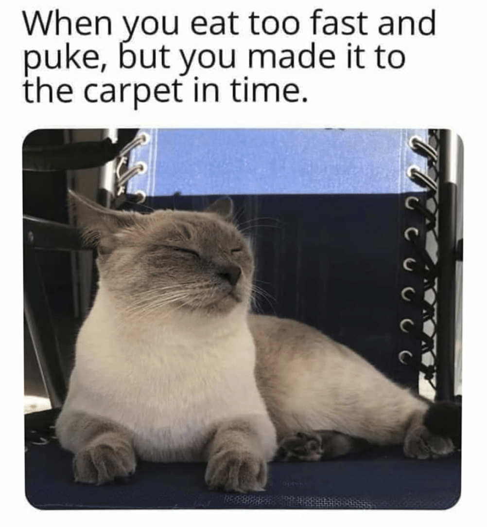meme keluh kesah memelihara kucing