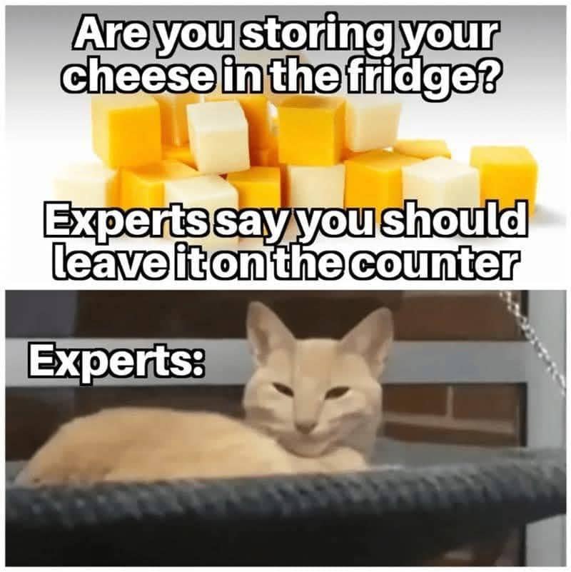 meme kucing tentang saran