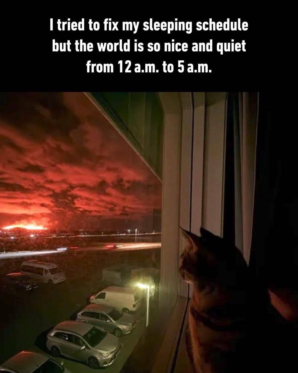 meme kucing tentang jadwal