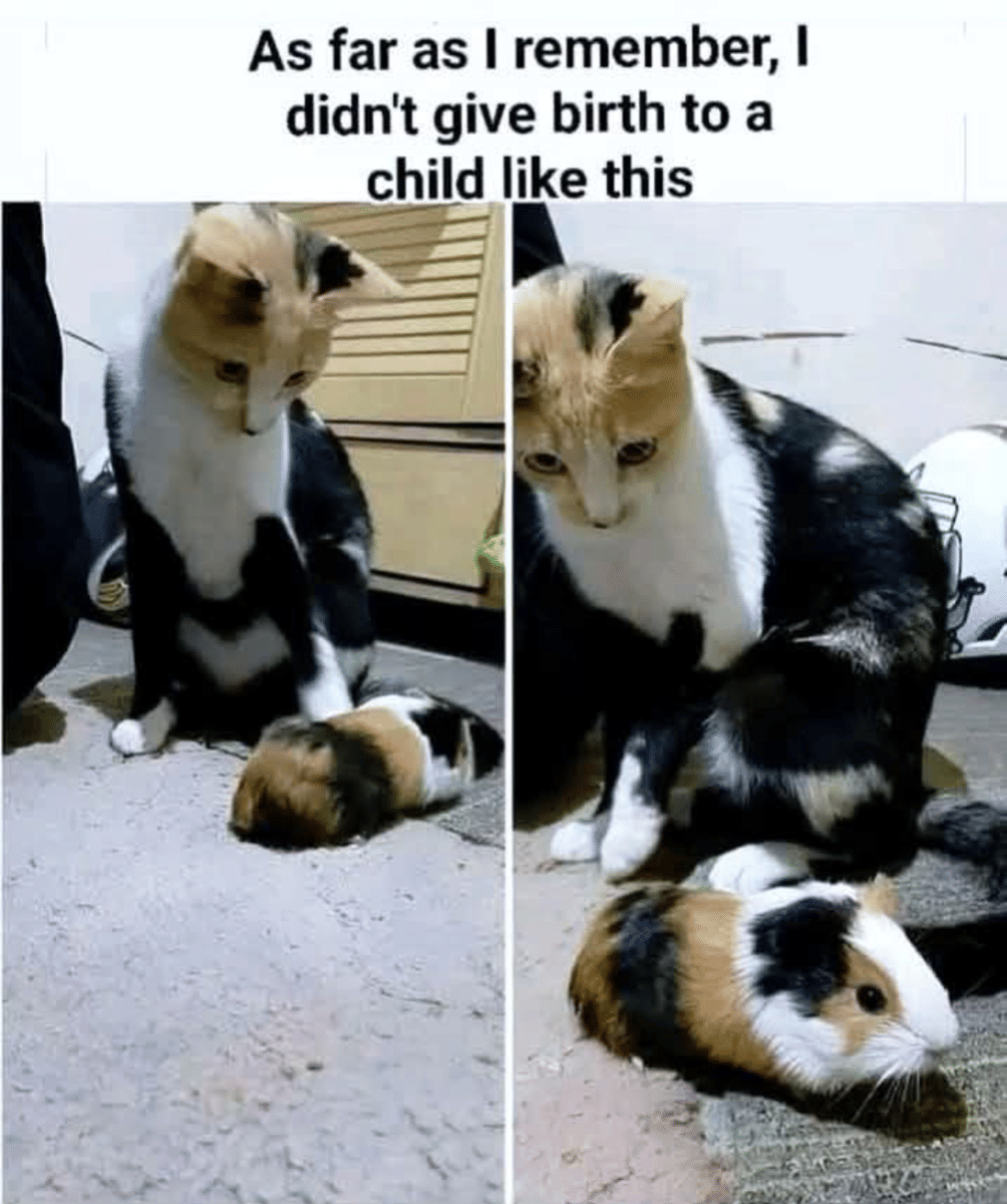 meme kucing tentang anak