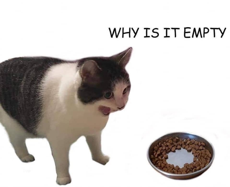 meme keluh kesah memelihara kucing