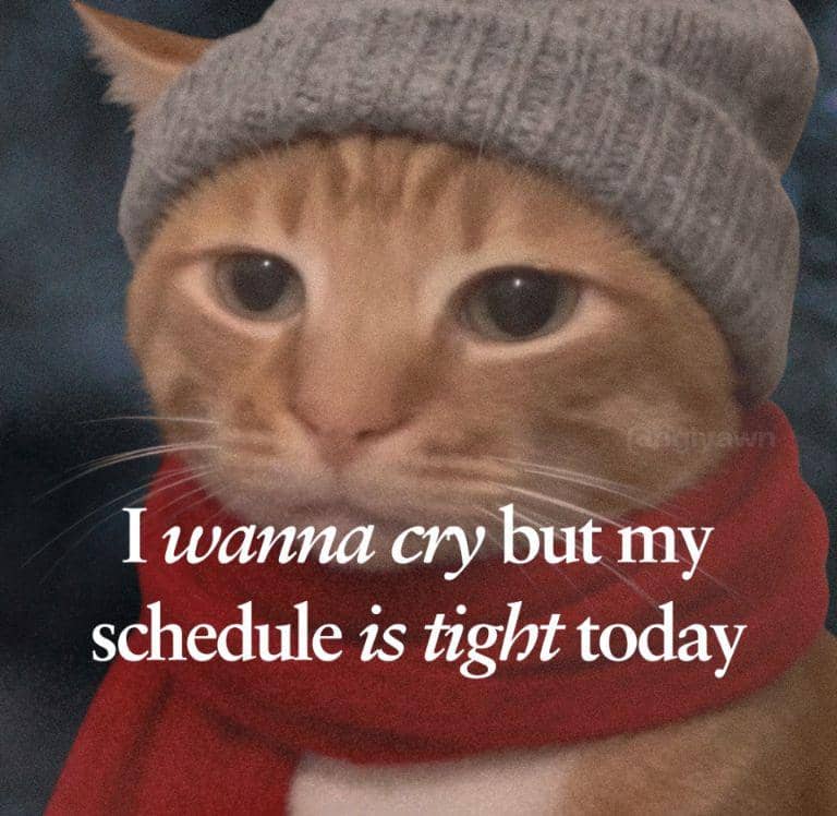 meme kucing tentang jadwal