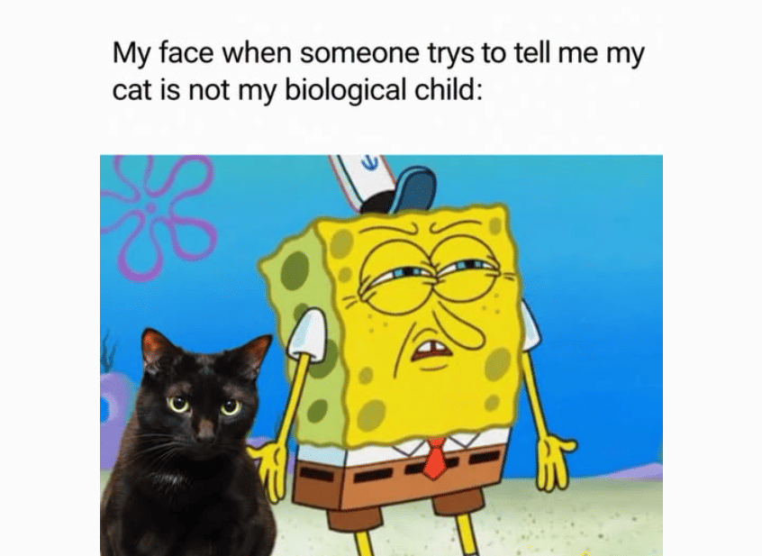 8 Meme Kucing tentang Anak, Apa Itu Menikah dan Melahirkan?