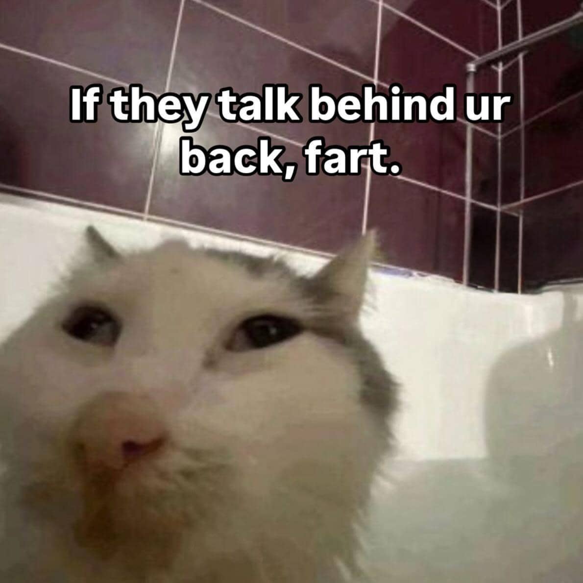 meme kucing tentang saran