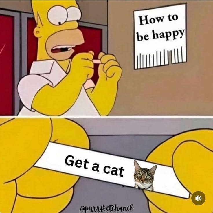 meme kucing tentang saran