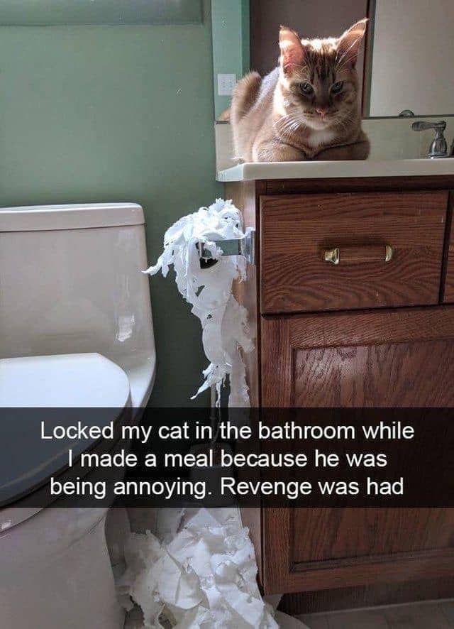 meme keluh kesah memelihara kucing