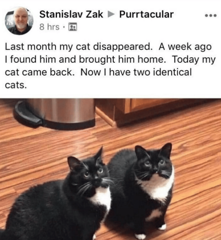meme kucing tentang kembar