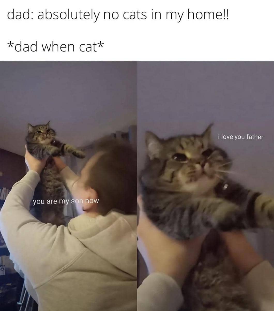 meme kucing tentang anak