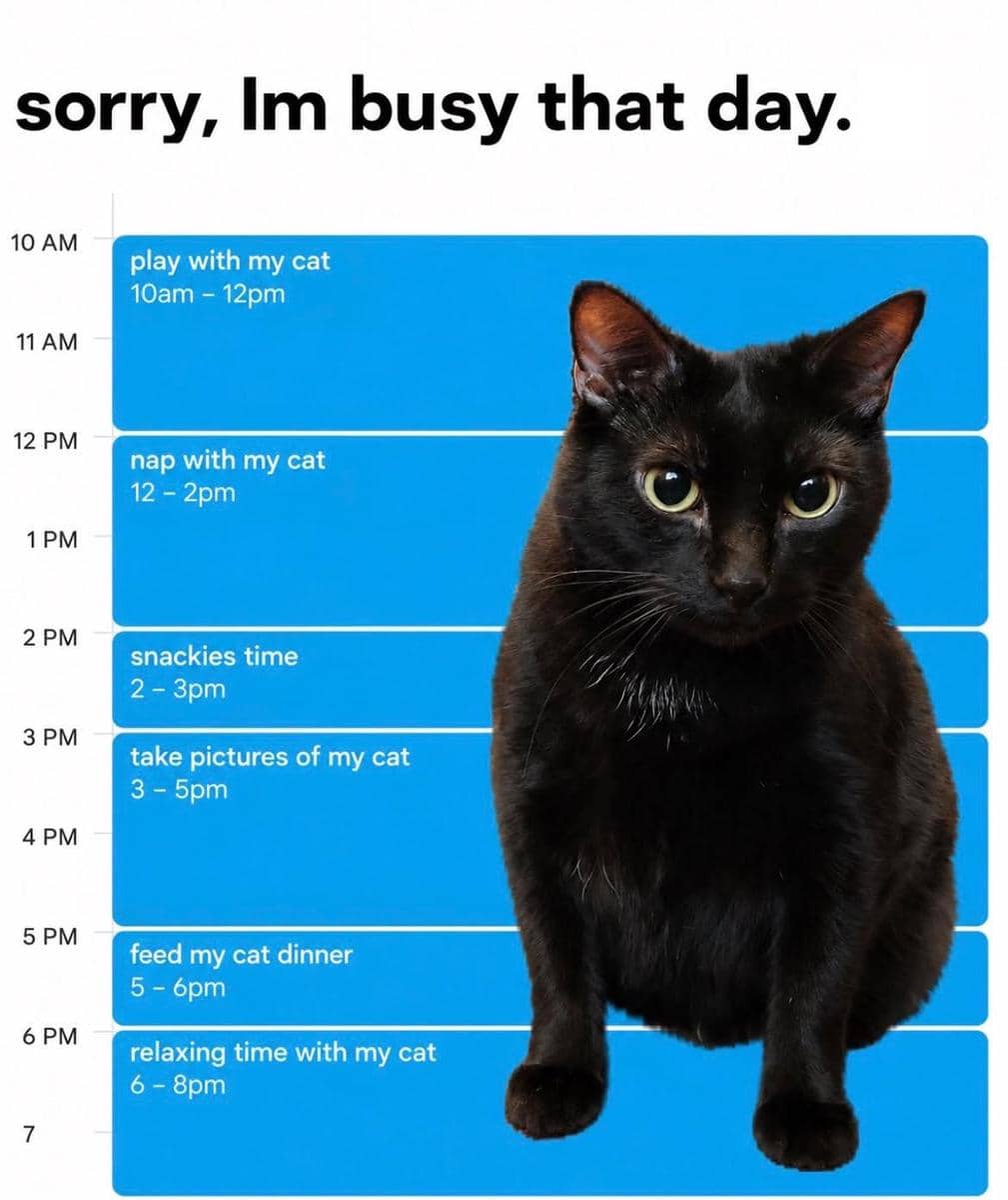 meme kucing tentang jadwal