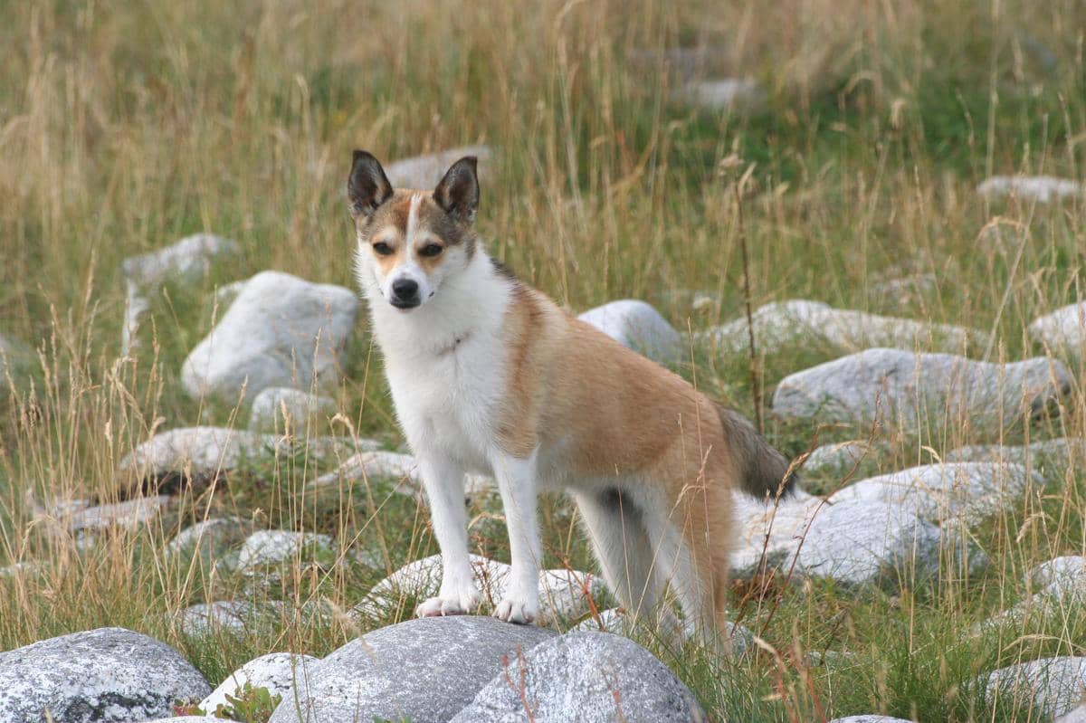 Norwegian Lundehund