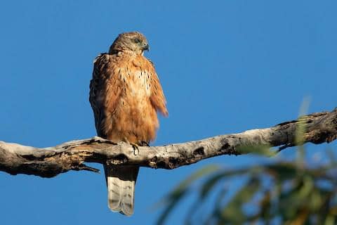 red goshawk