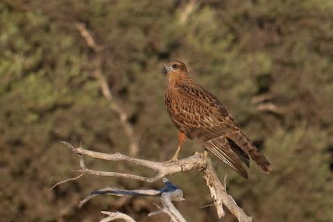 red goshawk