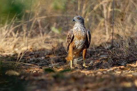 5 Fakta Red Goshawk, Elang Merah yang Punya Insting Berburu Tajam