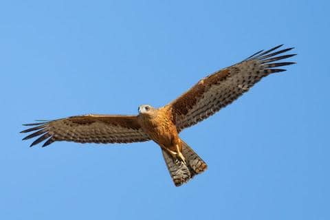 red goshawk