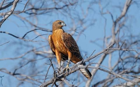red goshawk