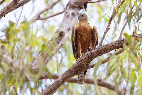 red goshawk