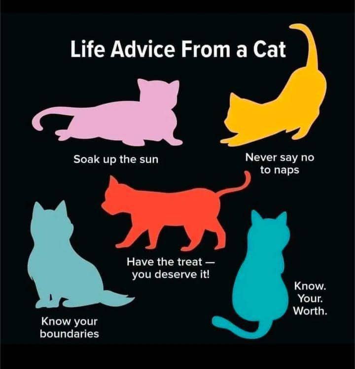 meme kucing tentang saran