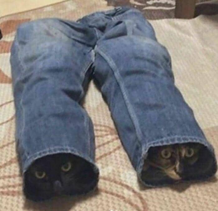 meme kucing tentang kembar