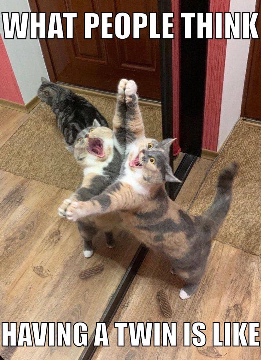 meme kucing tentang kembar