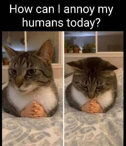 meme keluh kesah memelihara kucing