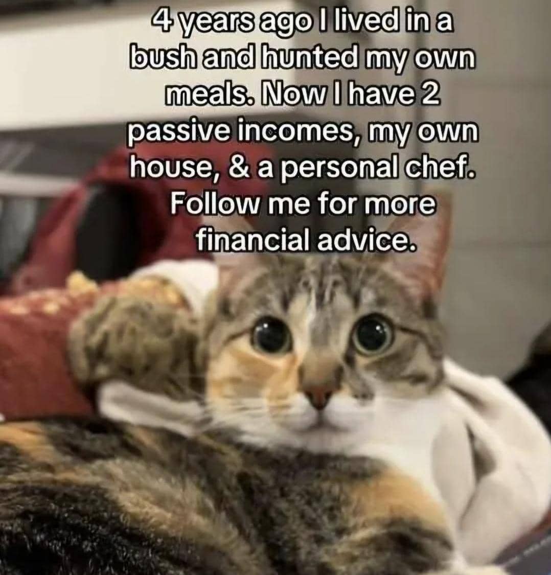 meme kucing tentang saran