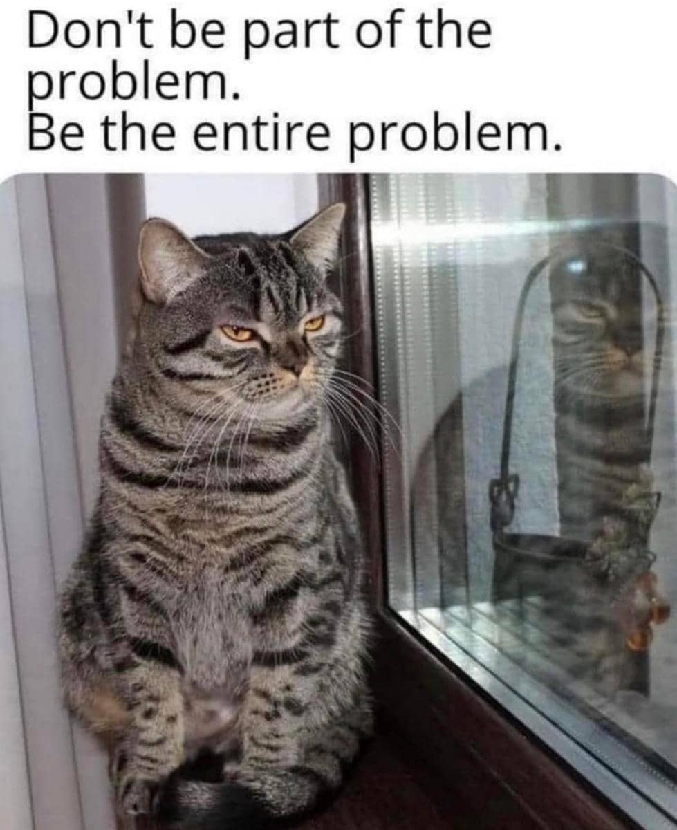 meme kucing tentang saran