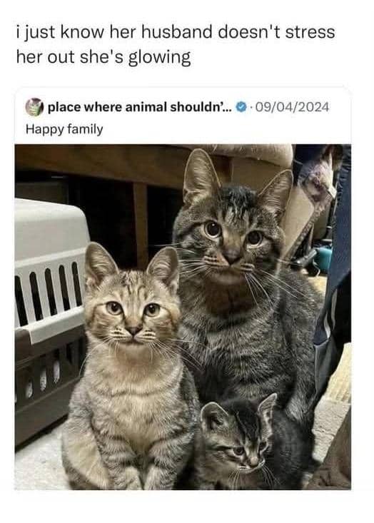 meme kucing tentang anak