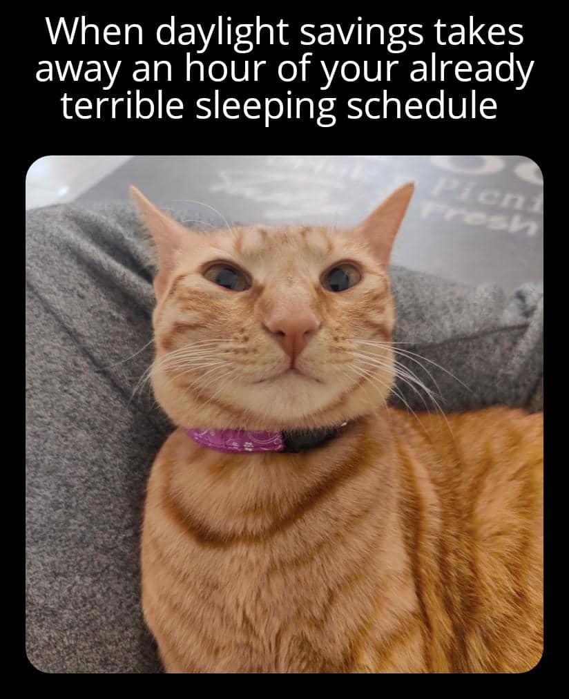 meme kucing tentang jadwal