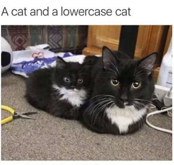 meme kucing tentang kembar