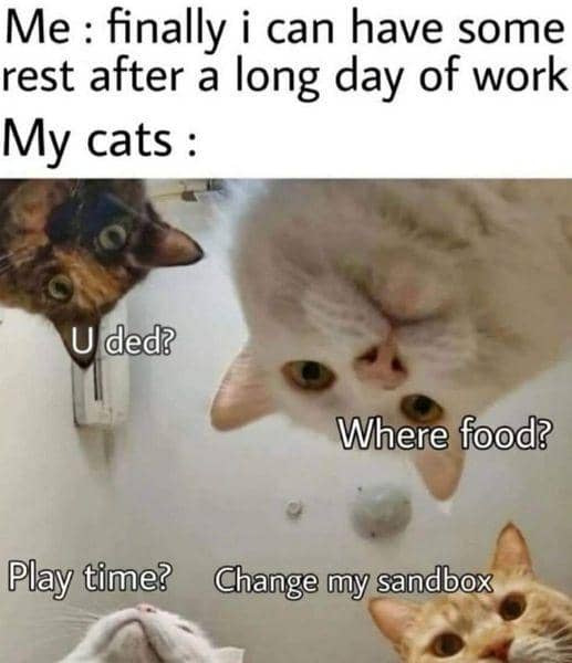 meme kucing tentang jadwal