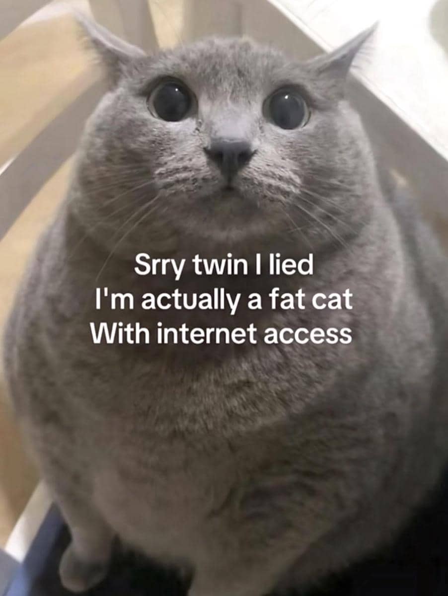 meme kucing tentang kembar