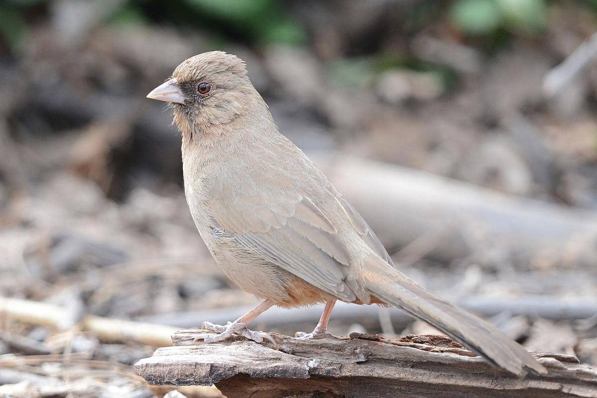 5 Fakta Unik Aberts Towhee, Burung Penghuni Semak Belukar Gurun