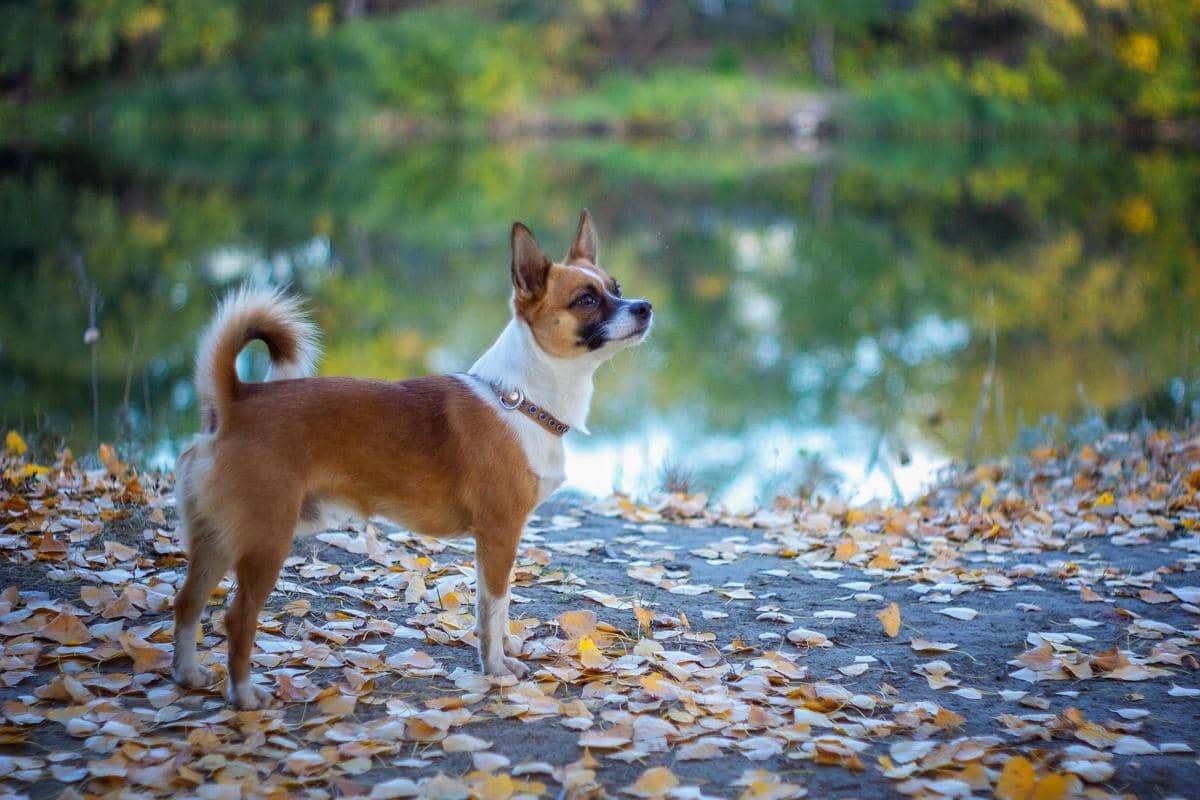 5 Keunikan Norwegian Lundehund, Memiliki Enam Jari pada Setiap Kaki