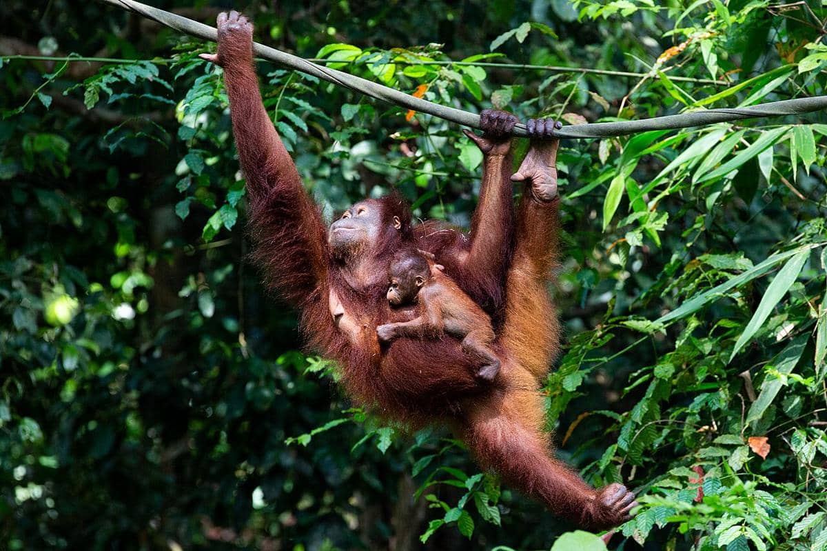 Orangutan Kalimantan (Pongo pygmaeus).