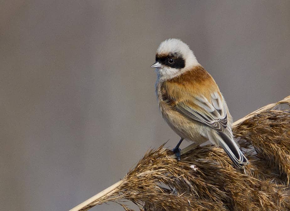 5 Fakta Eurasian Penduline Tit, Burung Kecil Pembuat Sarang Unik