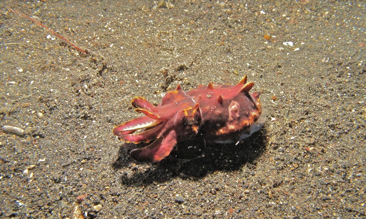 flamboyant cuttlefish