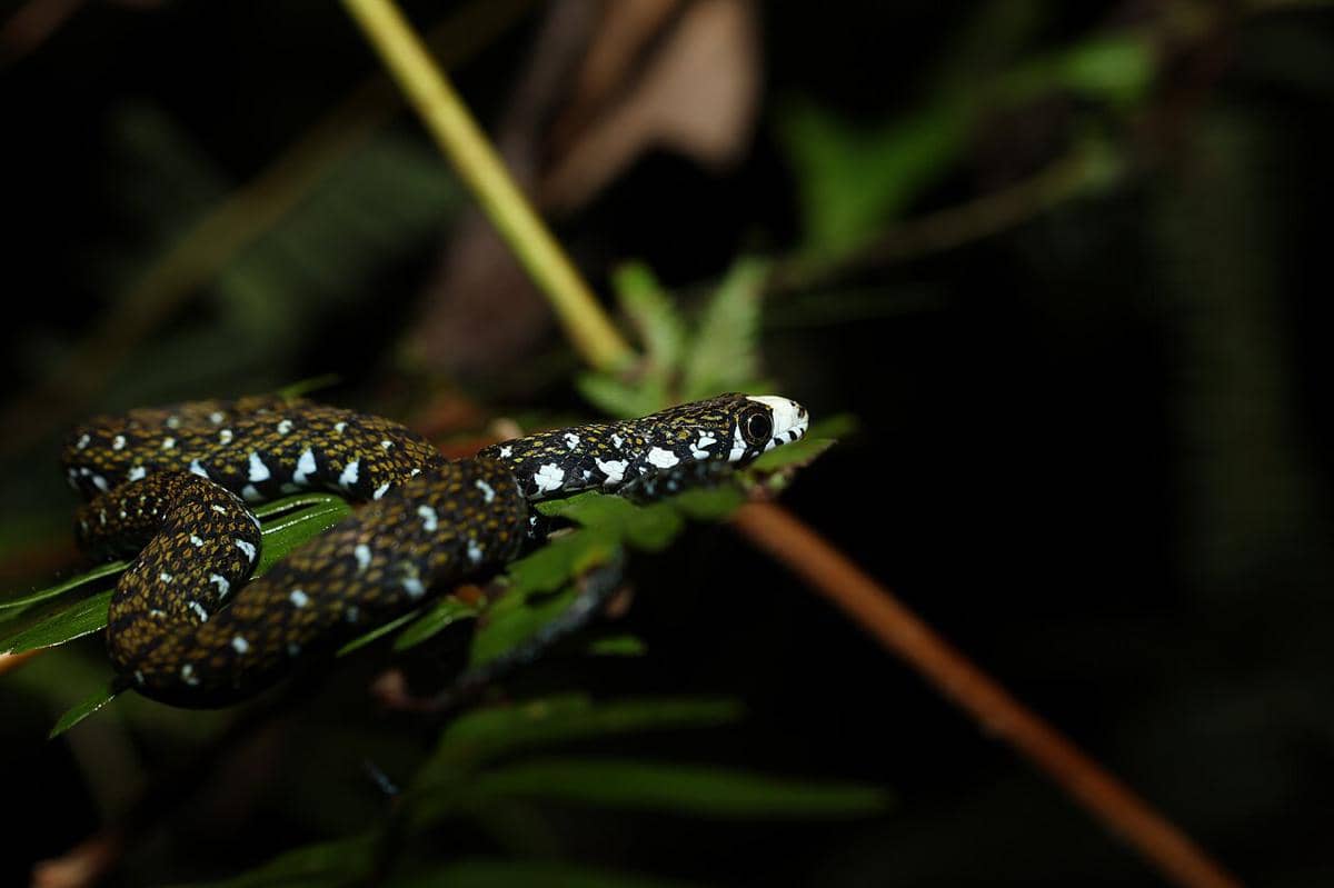 Sabah Keelback (Hebius flavifrons) hewan endemik Pulau Kalimantan.