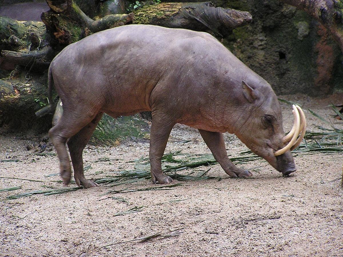 ilustrasi binatang endemik Latimojong yakni babirusa