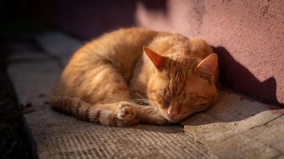 Ilustrasi kucing kepanasan. 