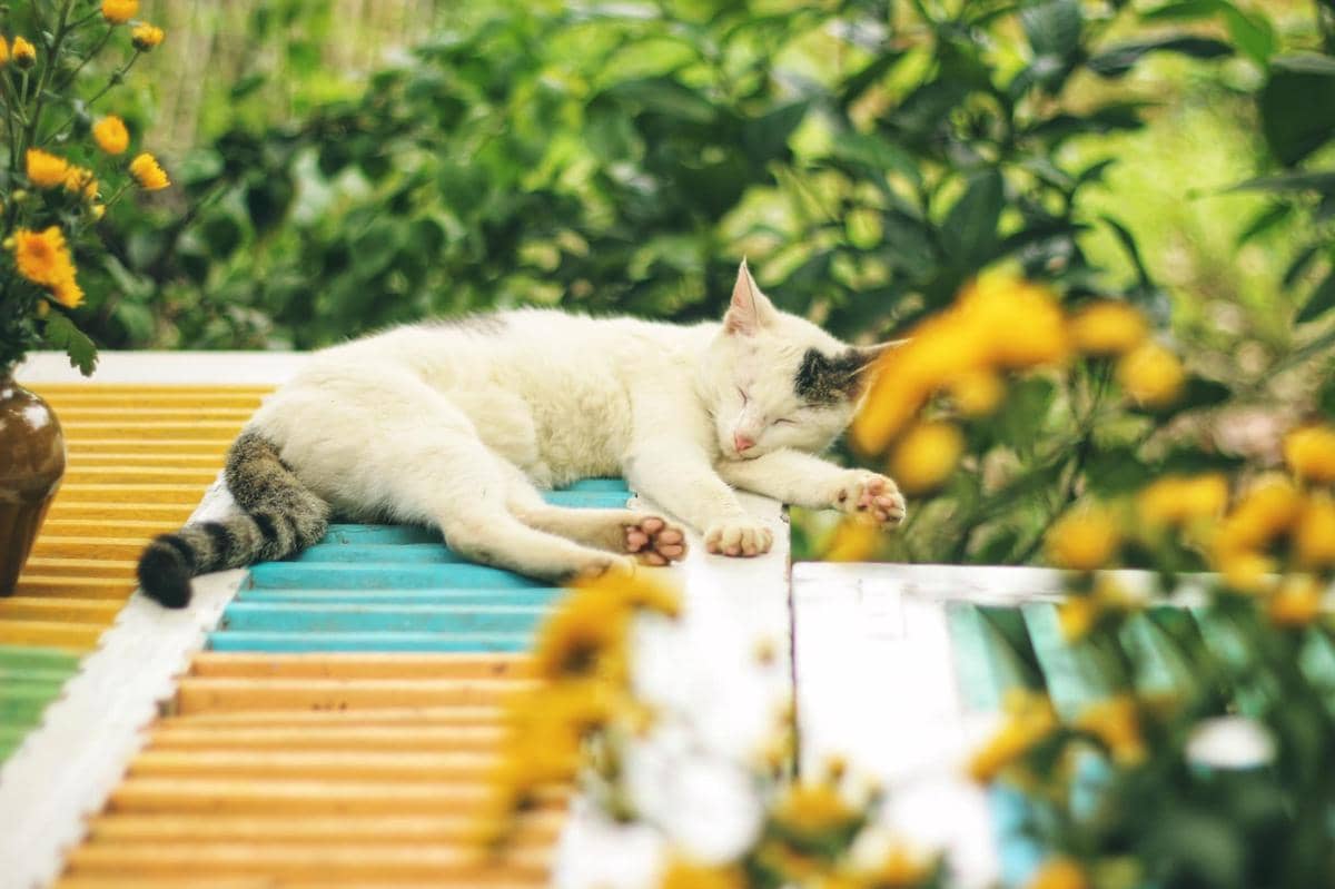 Ilustrasi kucing kepanasan. 