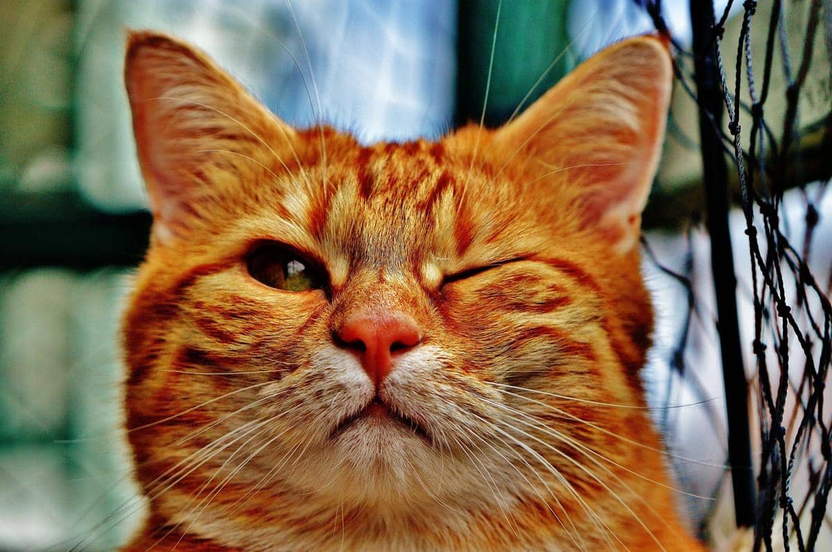 tips agar kucing Anda tetap sejuk