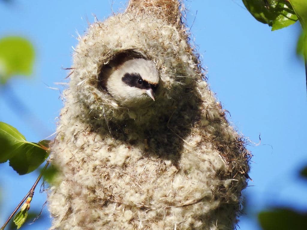 Burung Remiz pendulinus