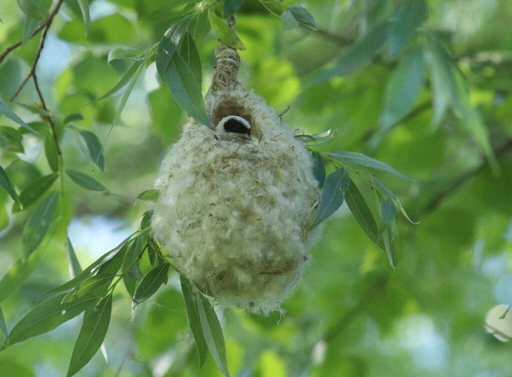 Burung Remiz pendulinus