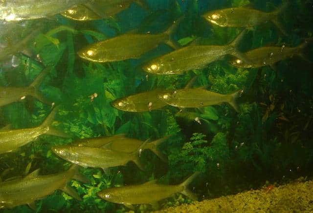 Potret ikan bandeng di akuarium 