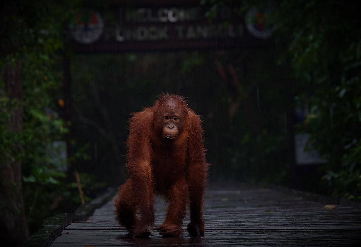 Orangutan Kalimantan (Pongo pygmaeus).