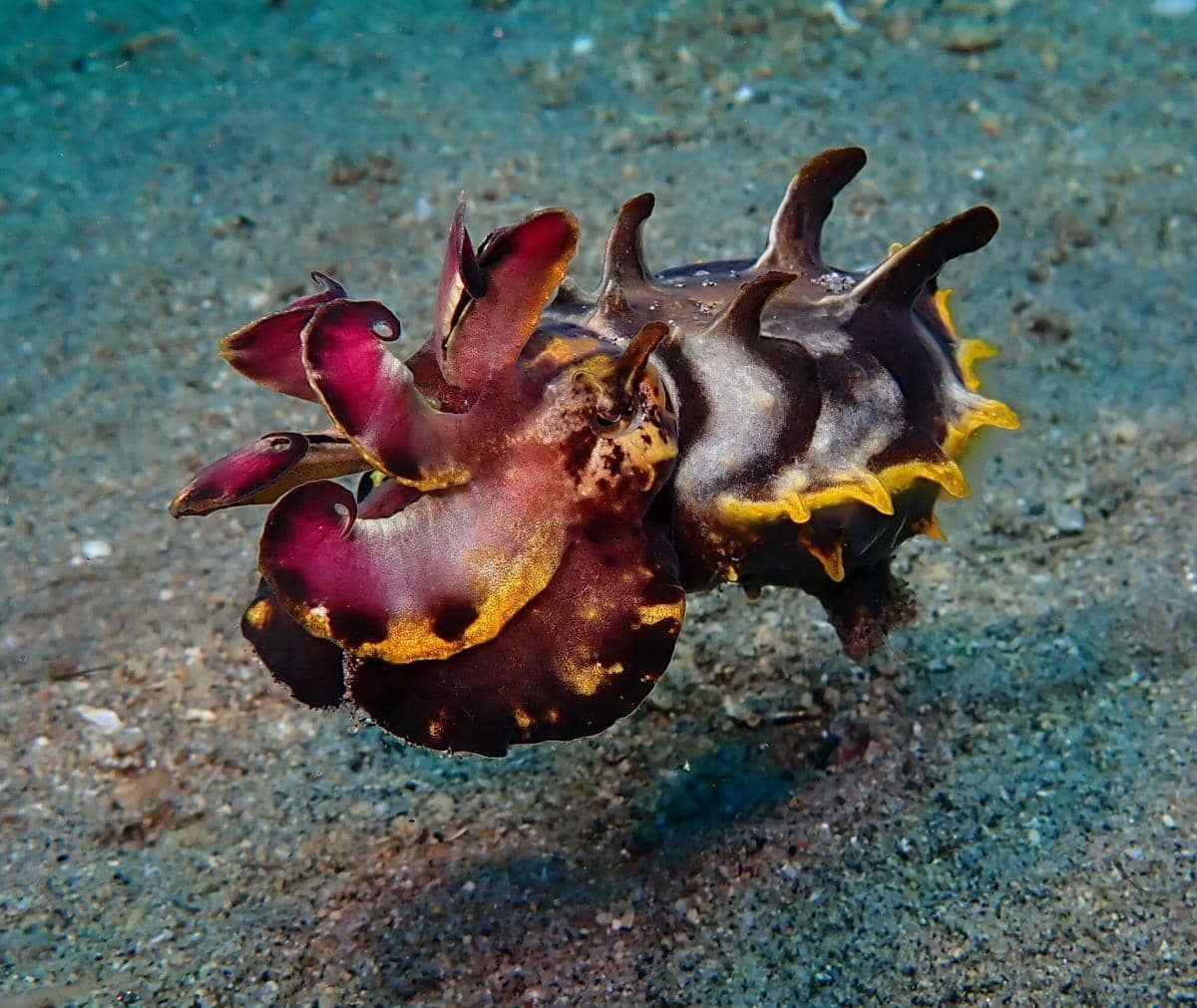 flamboyant cuttlefish