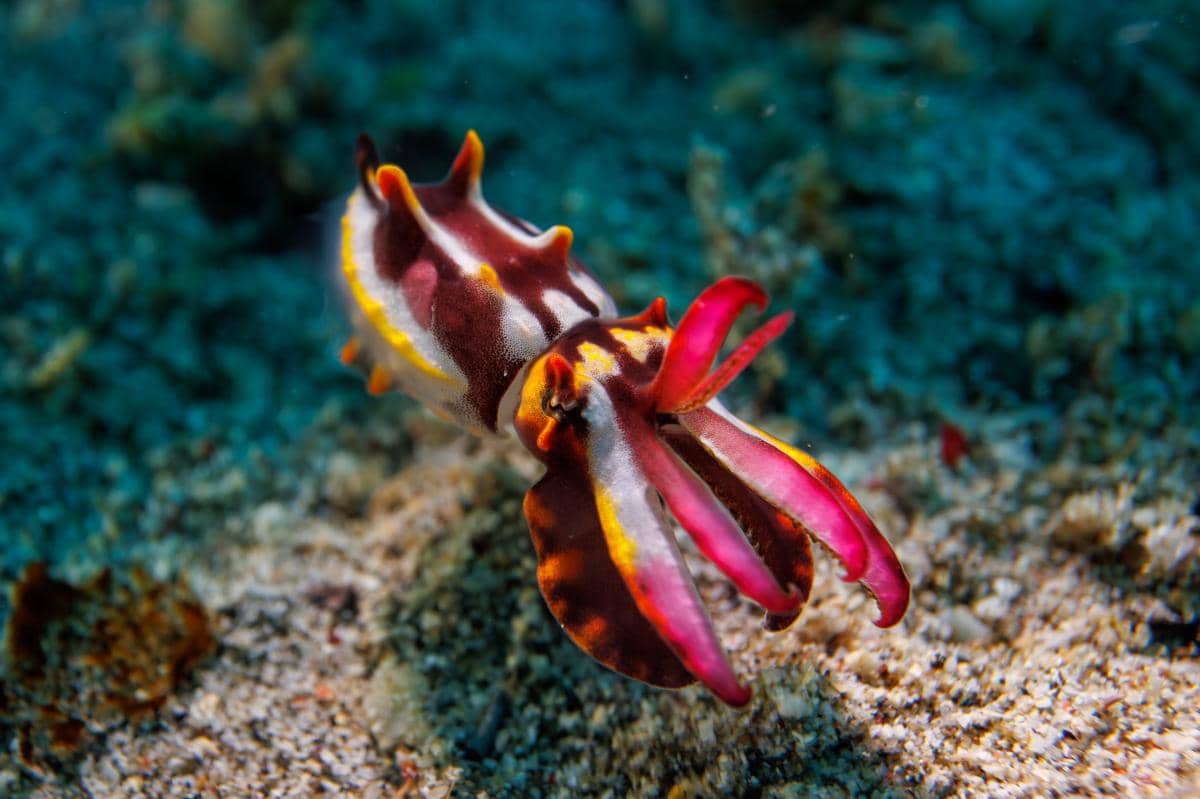 5 Fakta Flamboyant Cuttlefish, Sotong yang Bisa Berjalan di Dasar Laut