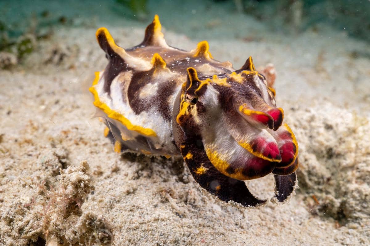 flamboyant cuttlefish