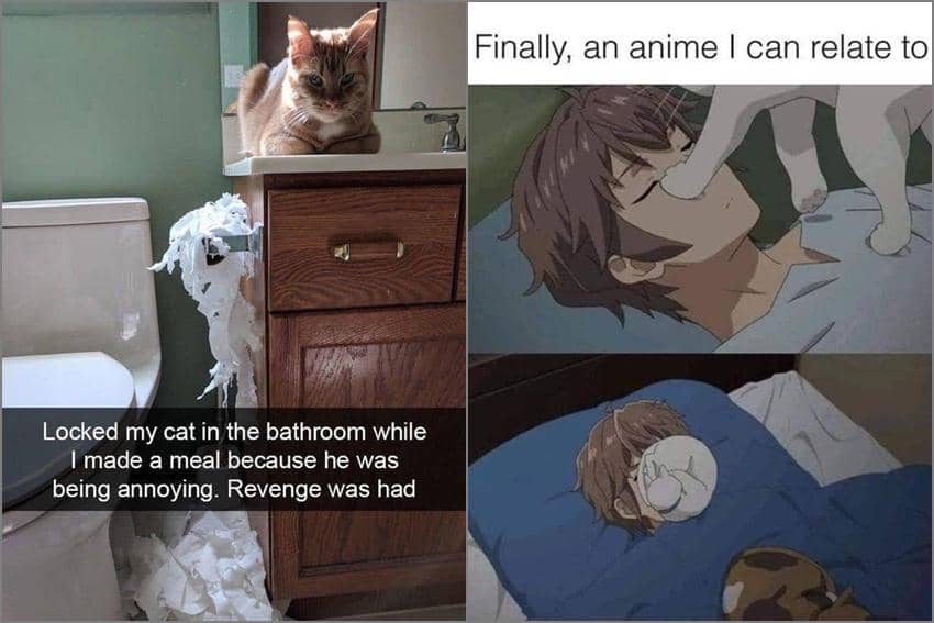 8 Meme Keluh Kesah Pelihara Kucing, Diikutin ke WC!